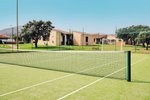 Tenis