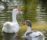 Hotel PrideInn Flamingo Beach Resort dovolenka