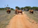 Hotel 2 Dny Safari Tsavo East + Neptune Village  dovolenka