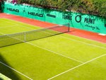 Tenis
