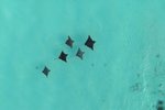 Eagle ray