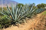 Agáve, základná surovina na výrobu obľúbeného mezcalu